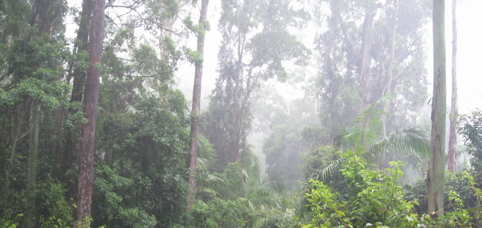 Rethinking Fire Management in Australia's Ancient Forests