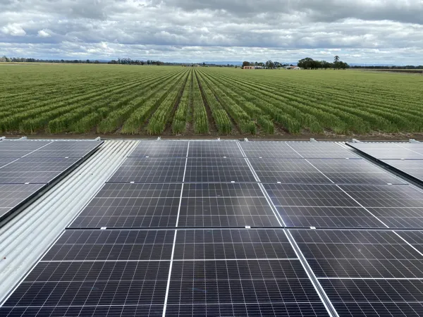 Nice shut up some solar panels overlooking a canefield.